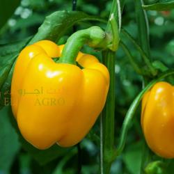 Bell Pepper