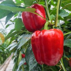 Bell Pepper Red