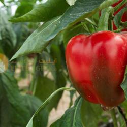 Bell Pepper