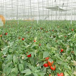 Bell Pepper Farm