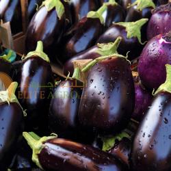 Aubergine