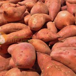 Sweet Potato 1